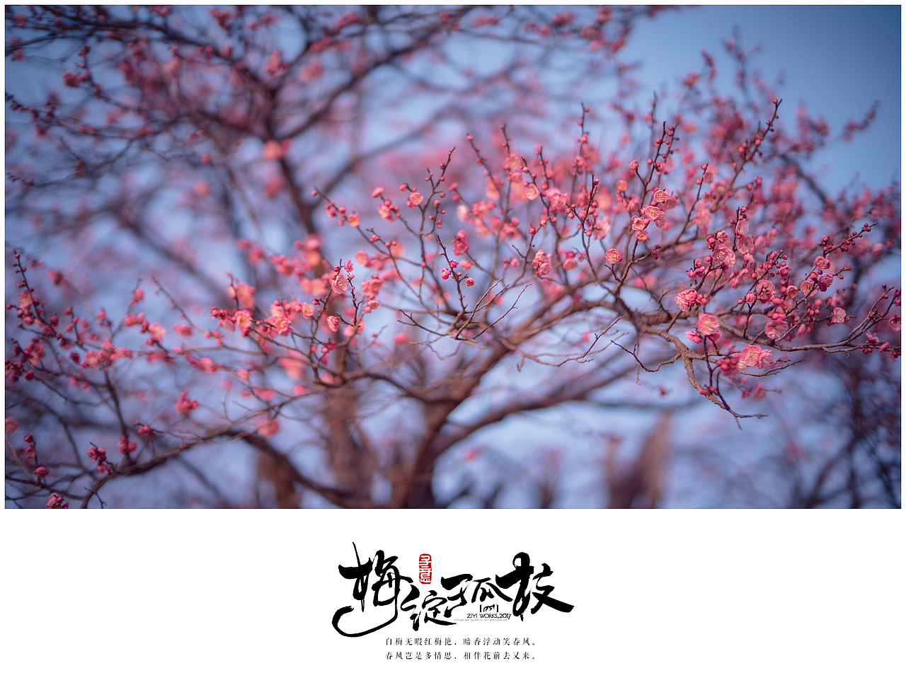 《梅绽孤枝》（图ZNzEwNjI5ODQ=） - 风光摄影 - 站酷设计师摄影师子意原创素材 - 站酷ZCOOL