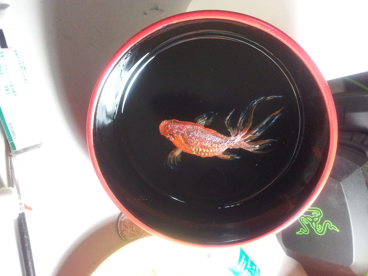 同样的小红鱼也是如此