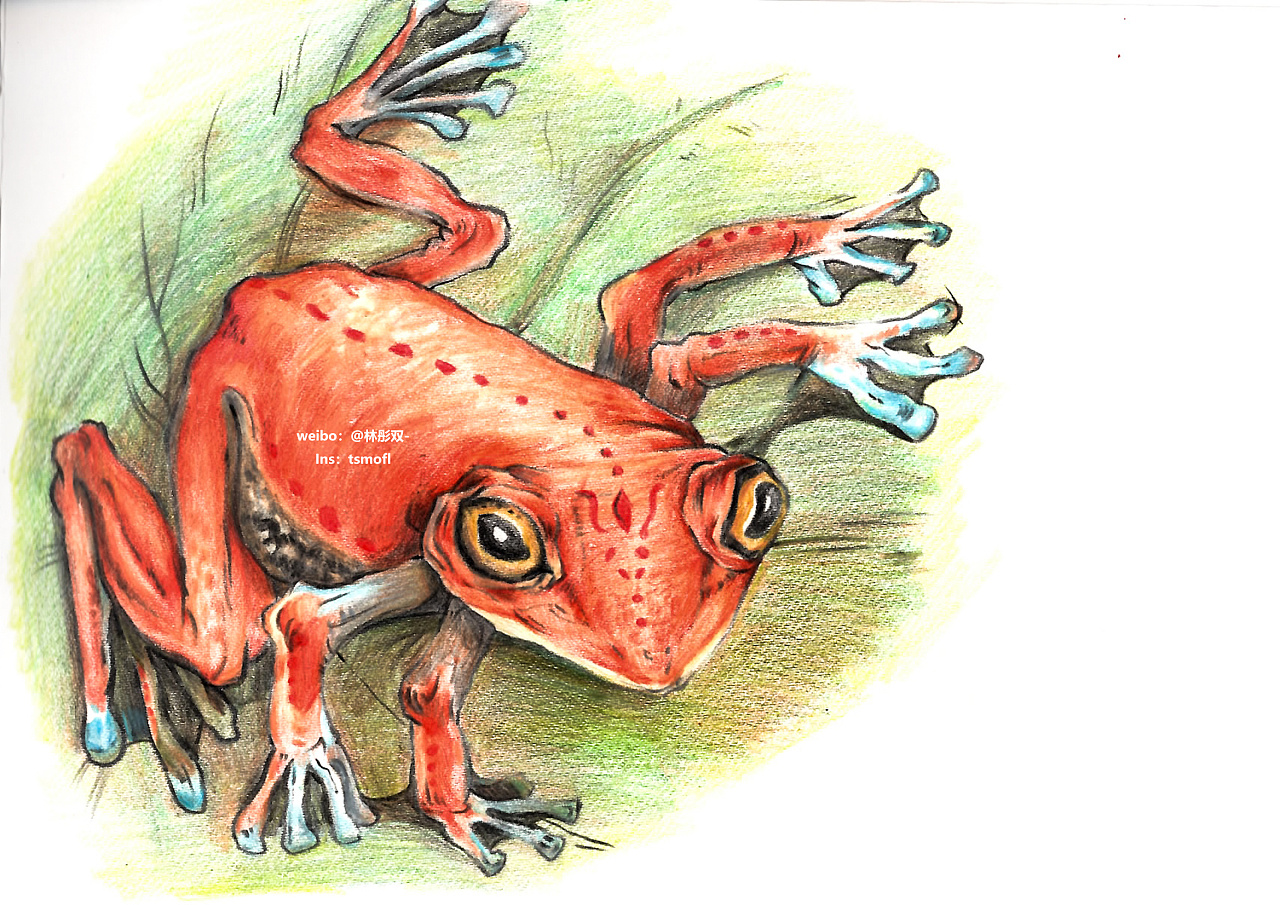 彩铅-青蛙王子|插画|创作习作|林彤双_ - 临摹作品 - 站酷 (zcool)