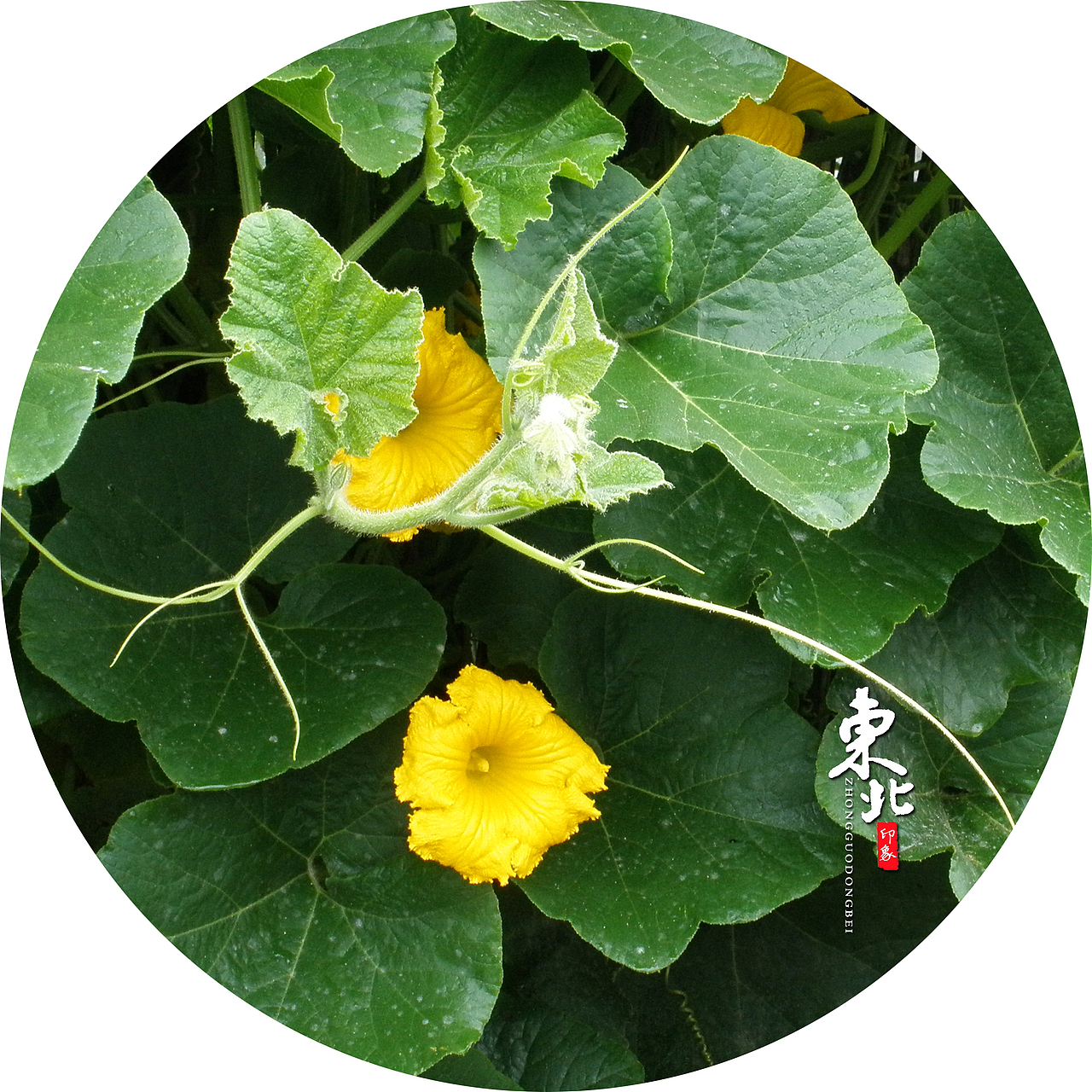 东北印象（图ZMTAxMjE1MzA0） - 修图/后期 - 站酷设计师二手_玫瑰原创素材 - 站酷ZCOOL