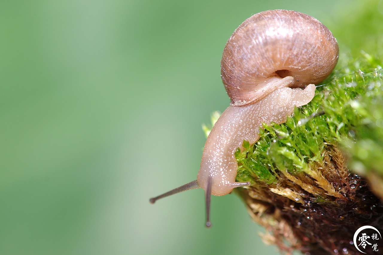 动物世界（图ZNDA1MDgyNzY=） - 宠物摄影 - 站酷设计师零视觉创意原创素材 - 站酷ZCOOL