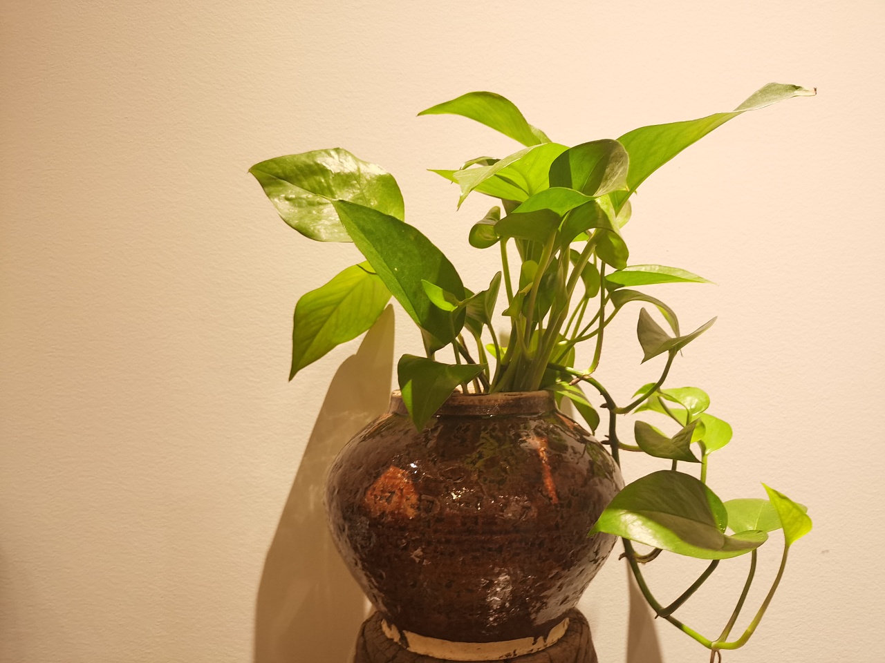 绿萝- 原创作品 - 站酷(zcool)