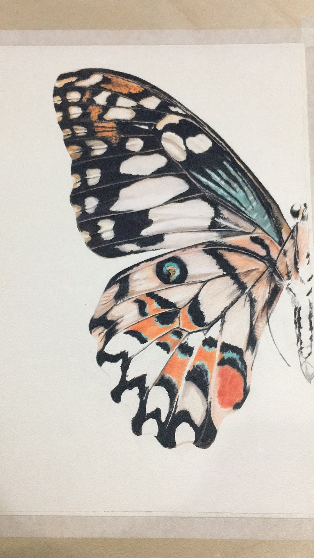 彩铅蝴蝶|纯艺术|绘画|青木王_原创作品-站酷zcool