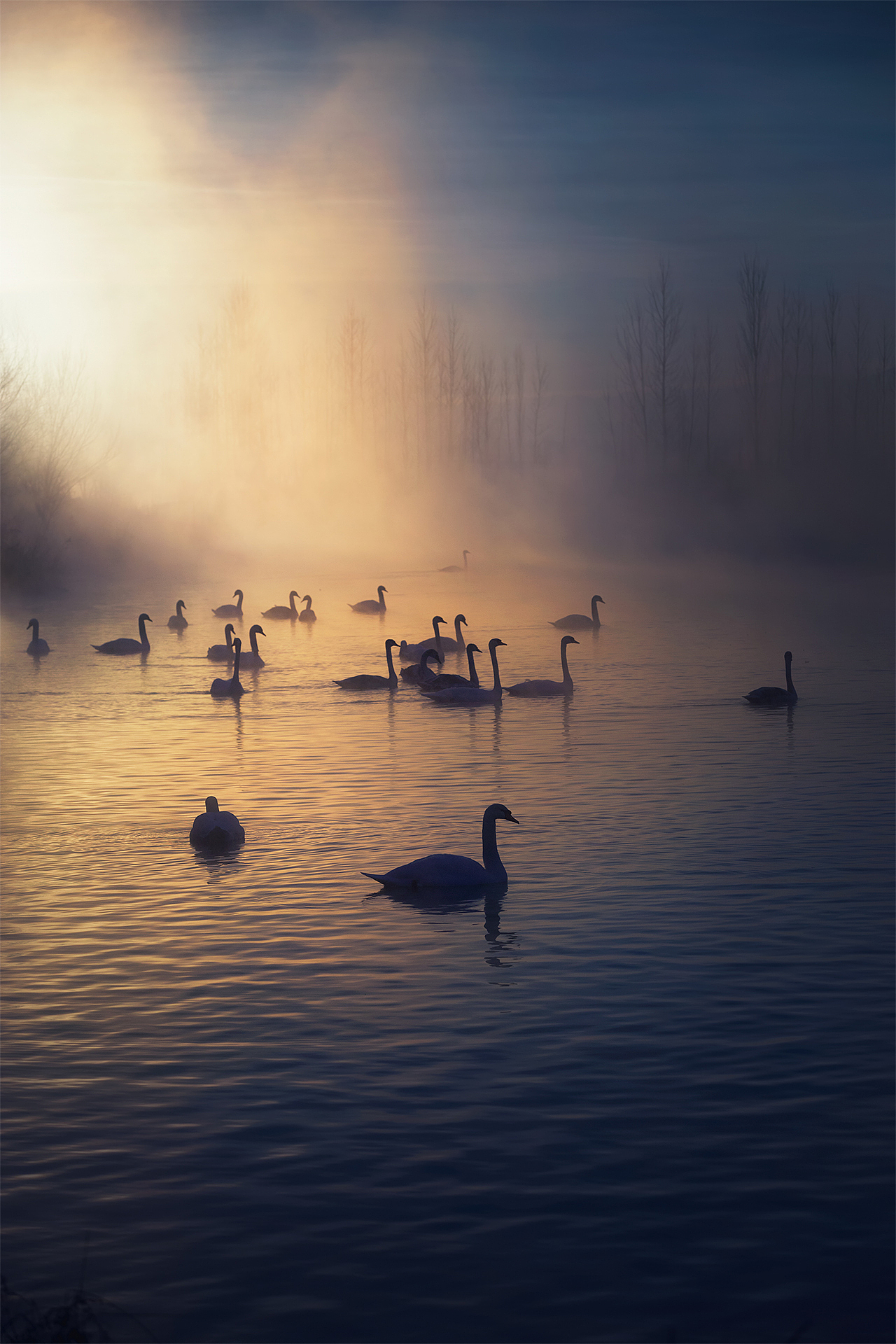 天鹅（图ZNzQ3Mjk5MDg=） - 风光摄影 - 站酷设计师xiaodupi原创素材 - 站酷ZCOOL