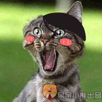 呆呆小熊恶搞猫狗表情