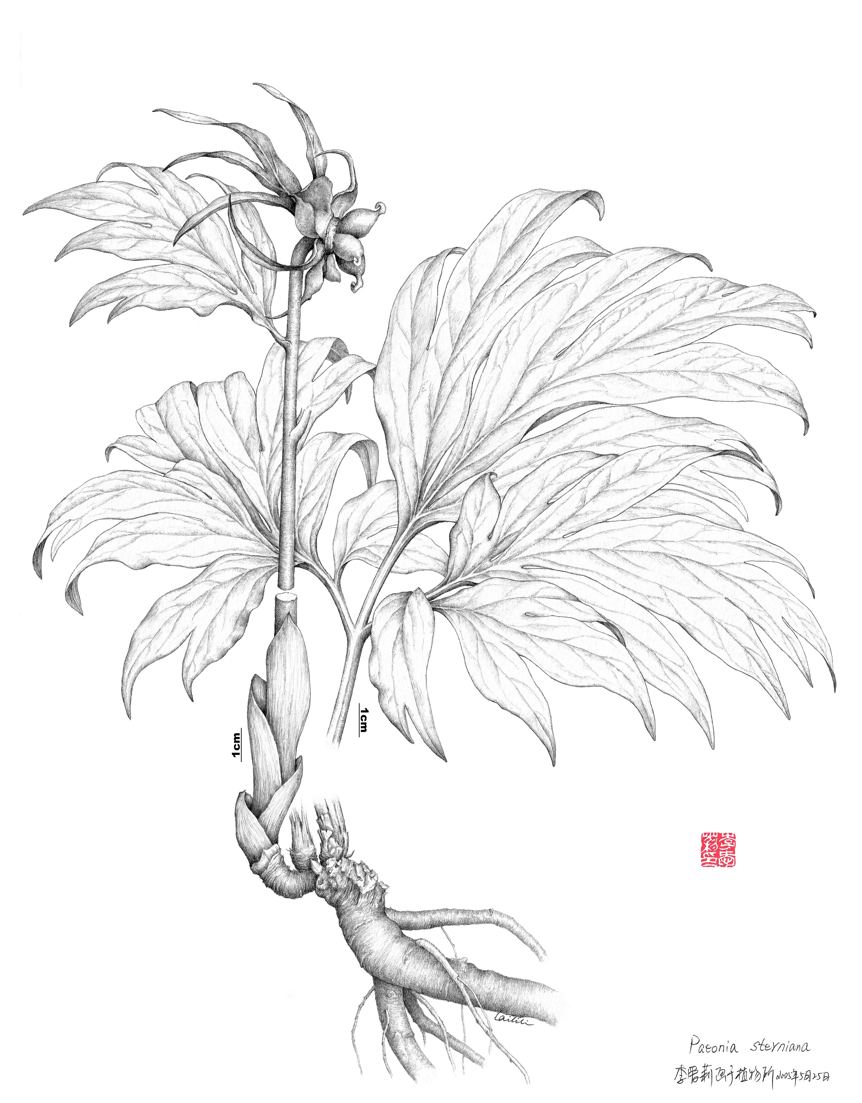 paeonia sterniana白花芍药