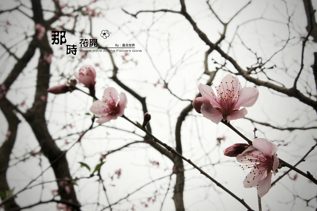 未闻花名——那时花开（二）（图ZNzQ4OTA0Mjg=） - 修图/后期 - 站酷设计师星北世界原创素材 - 站酷ZCOOL