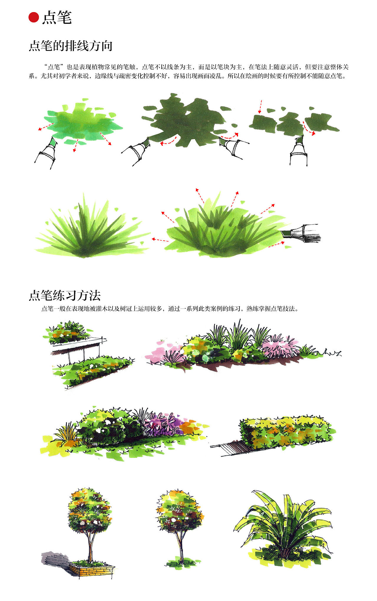 马克笔植物手绘教程案例分享|其他|其他|汉武考研手绘 - 原创作品 - 站酷 (ZCOOL)