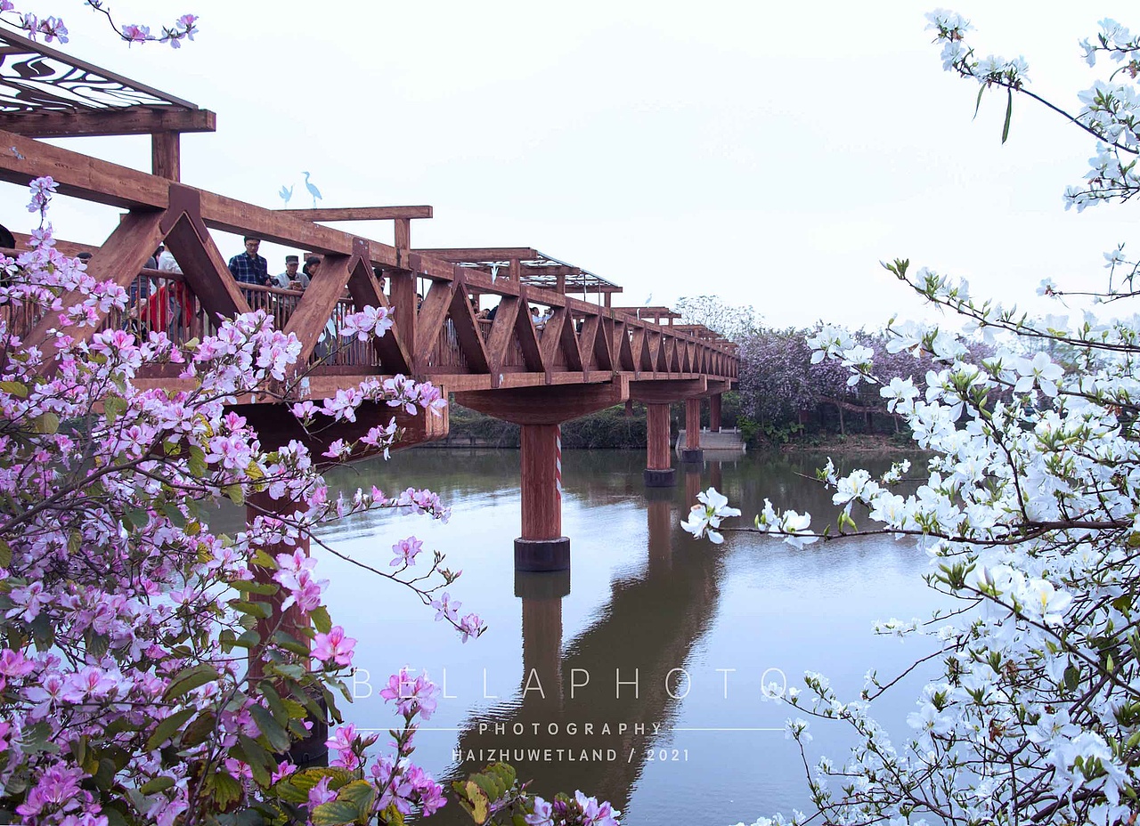 春天呀——廣州海珠濕地賞花（圖ZMjQ1NTU3NzI0） - 其他 - 站酷設計師beirou1234567原創(chuàng)素材 - 站酷ZCOOL