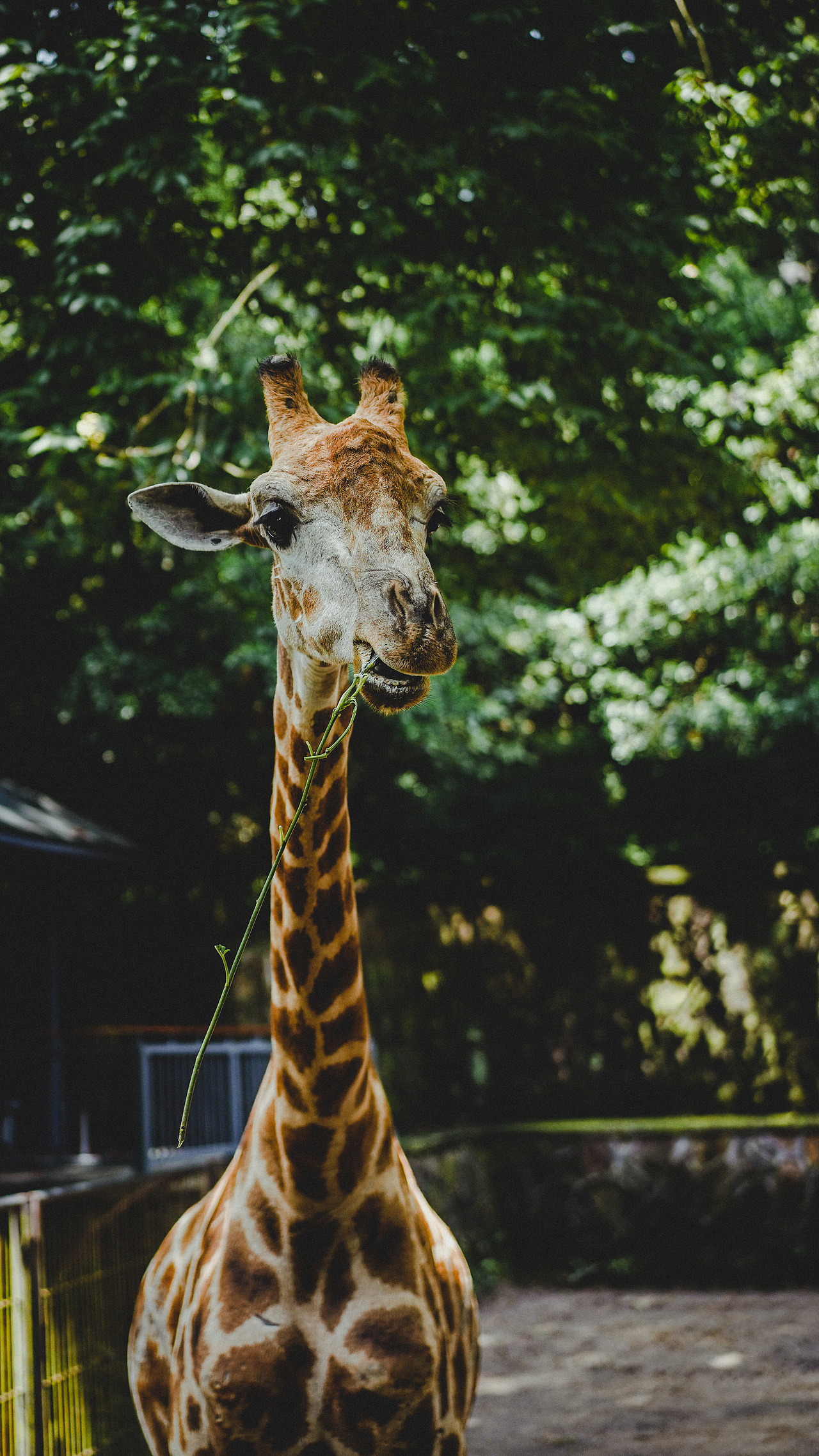 动物园的长颈鹿|摄影|宠物摄影|wkhdaq_原创作品-站酷zcool