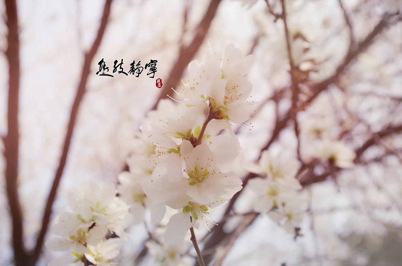 花季摄影（图ZNzQxMjM3NjA=） - 风光摄影 - 站酷设计师刘元帥原创素材 - 站酷ZCOOL