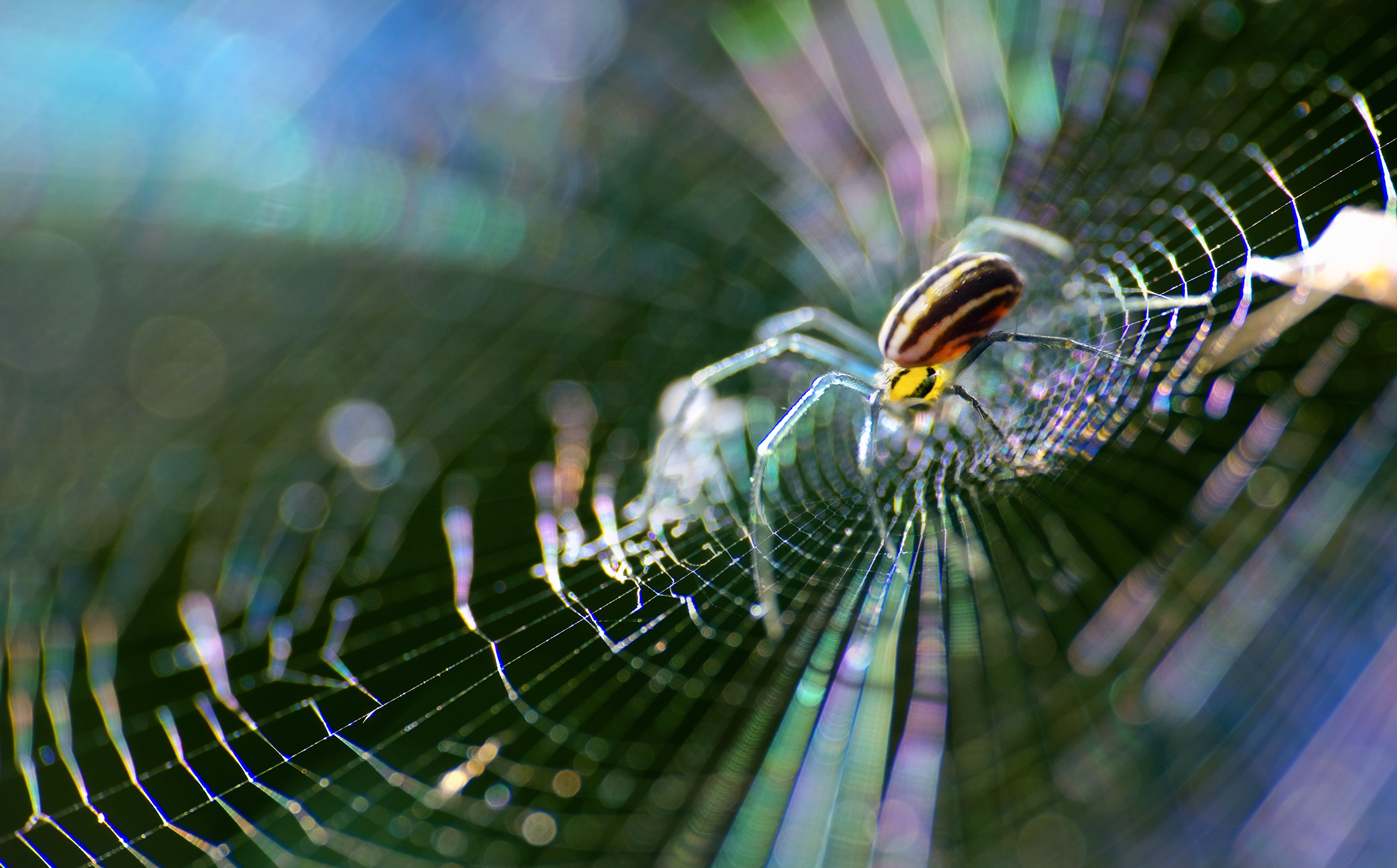 生态微距之旅-生命的奇迹|摄影|微距|瓜哥微距摄影 - 原创作品 - 站酷