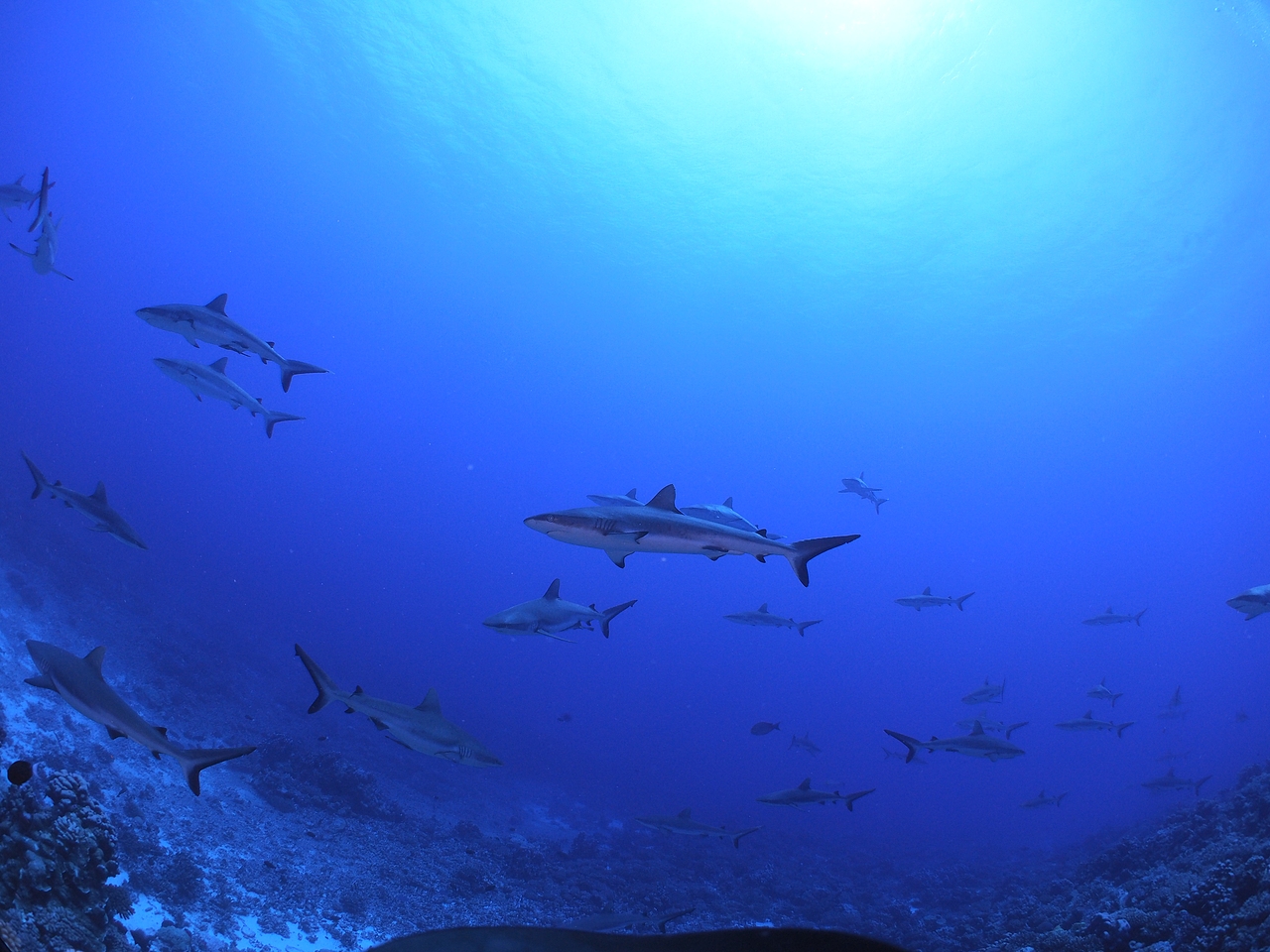 海洋世界大溪地