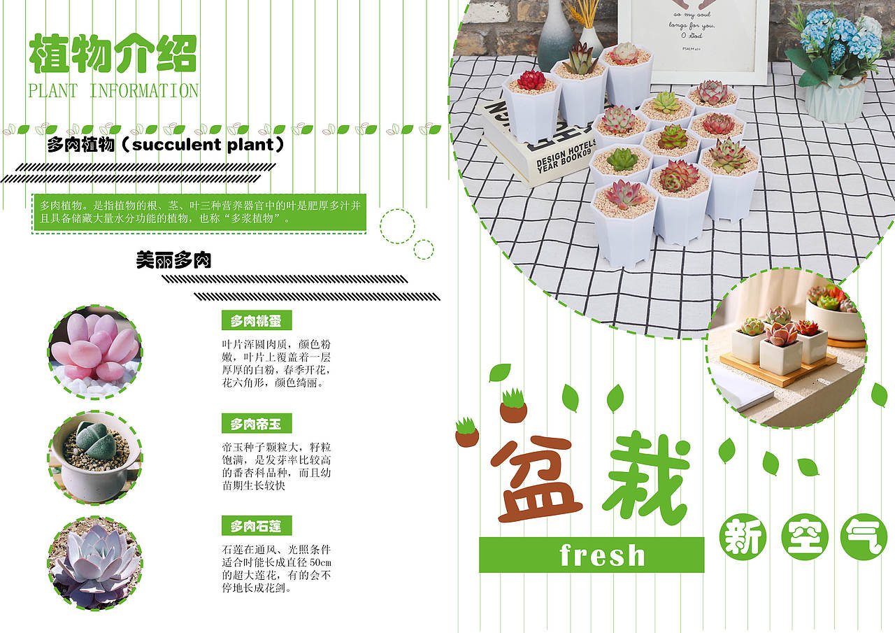多肉植物,绿色清新