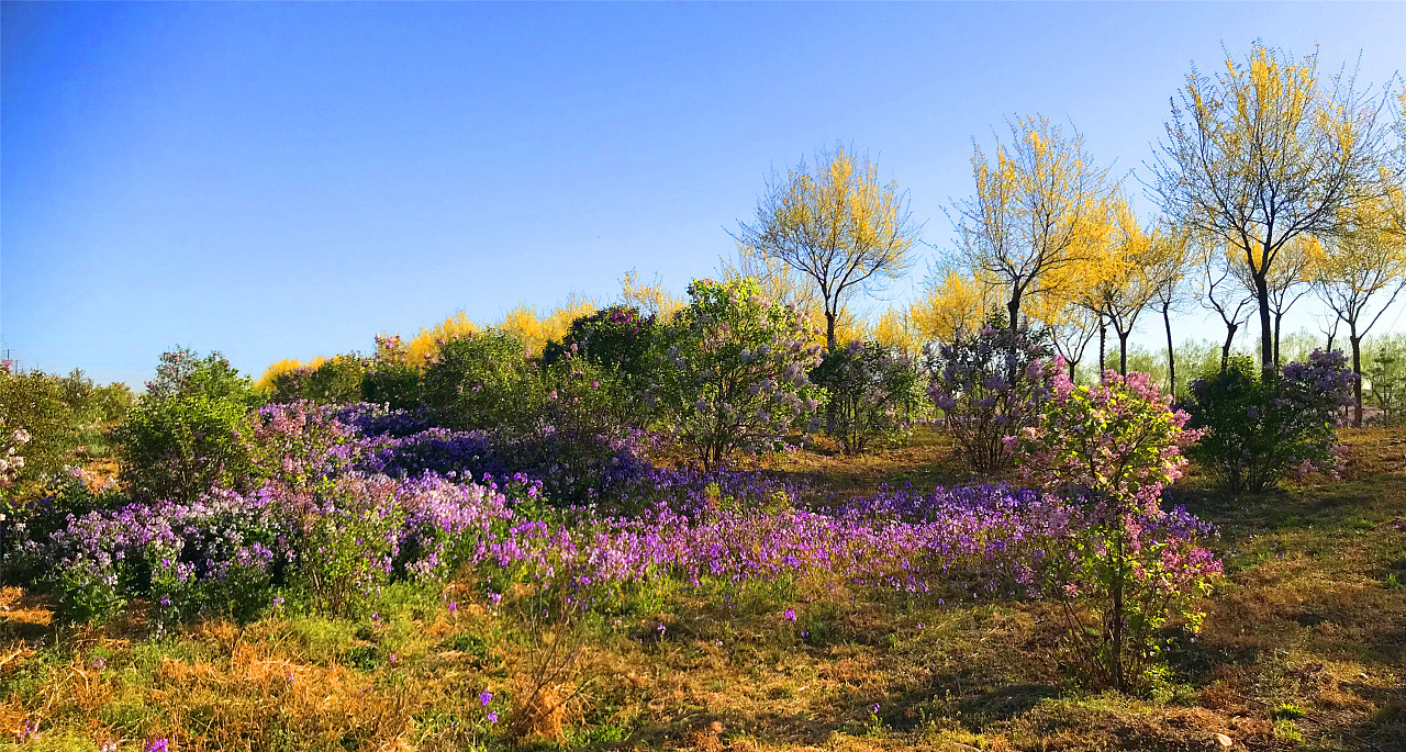 刘勇良手机纪实摄影:花海之二月兰
