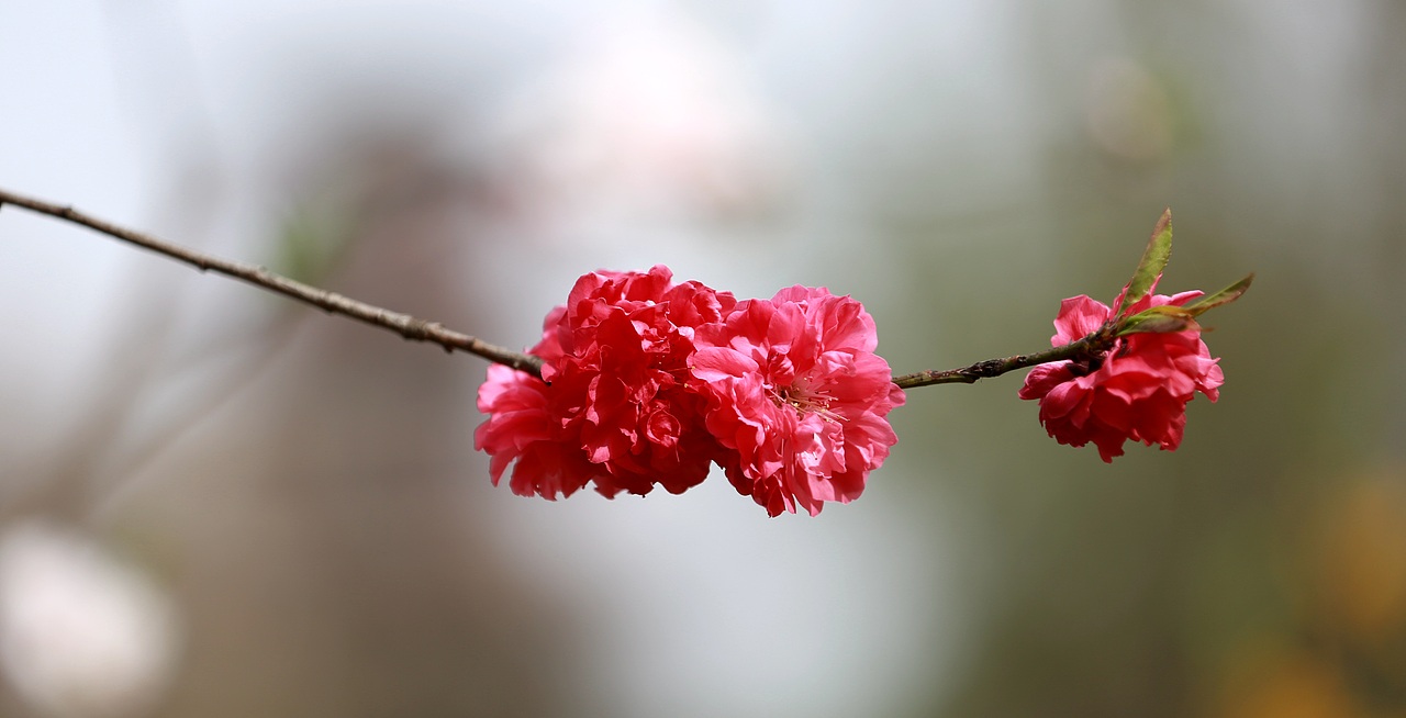 花儿与少年！！！（图ZMjk2MzcxNTg4） - 风光摄影 - 站酷设计师三五三十伍原创素材 - 站酷ZCOOL