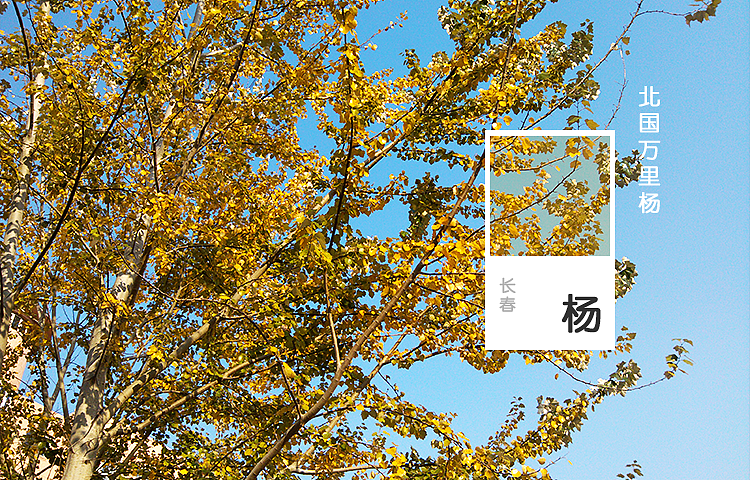 回忆·朝阳·风雪·花杨，品味休逸无穷（图ZODk4OTc5Njg=） - 其他摄影 - 站酷设计师afu1988原创素材 - 站酷ZCOOL