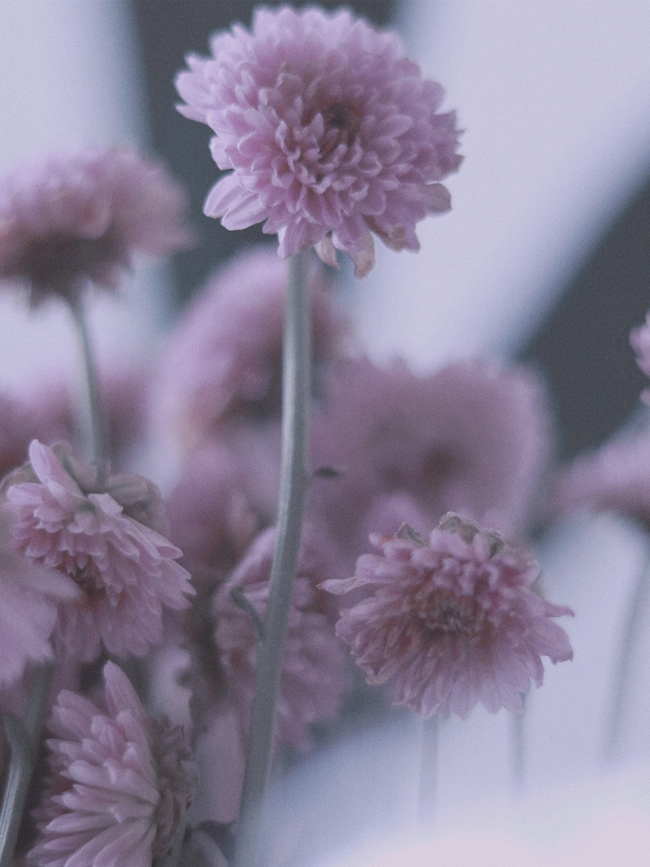 小雏菊|摄影|产品摄影|mulydeer0609_原创作品-站酷zcool