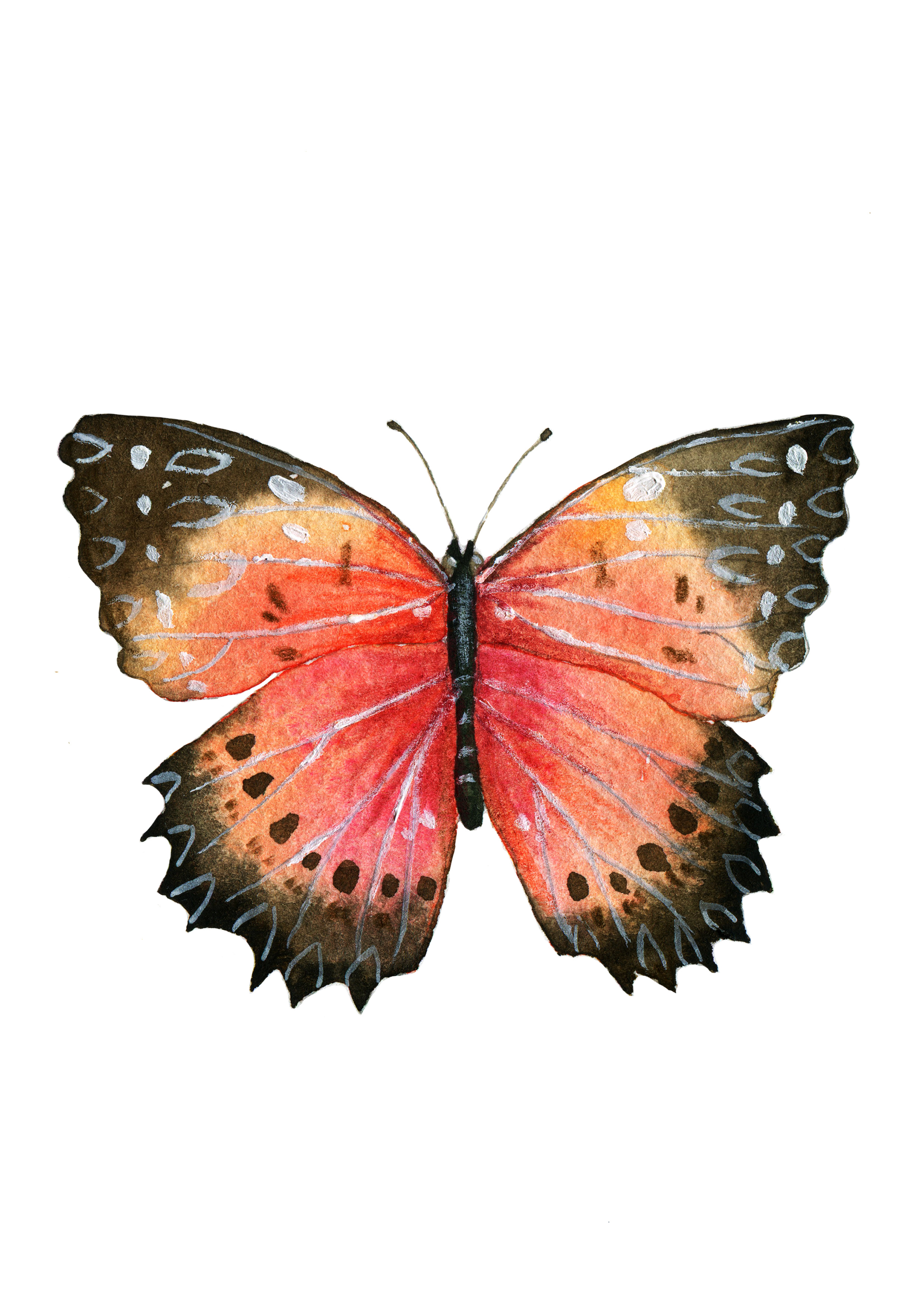 花蝴蝶---画蝴蝶|插画|概念设定|泷艺的插画小镇 - 原创作品 - 站酷