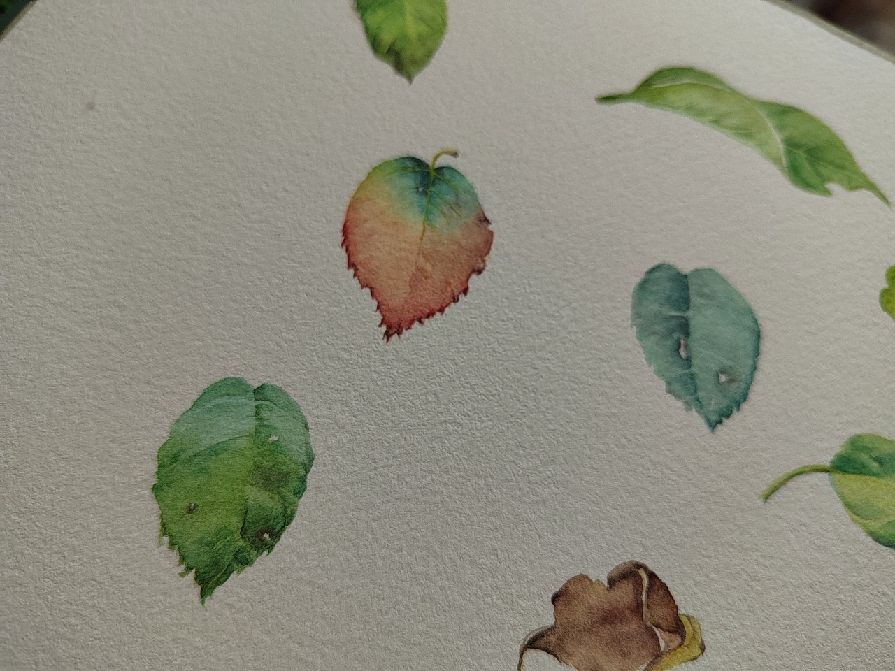 好玩解压的水彩叶子（图ZMjk5ODk0Njg4） - 创作习作 - 站酷设计师学手绘的小苹盖原创素材 - 站酷ZCOOL
