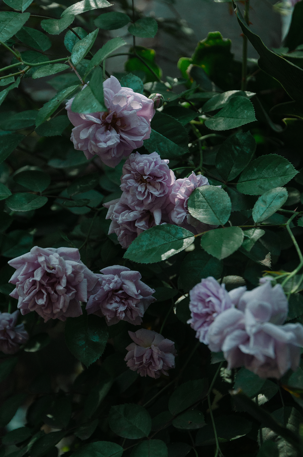 杭州小河直街的花花（图ZMjA3NDA3NzAw） - 风光摄影 - 站酷设计师小小何leo原创素材 - 站酷ZCOOL