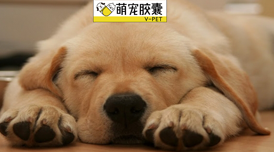 V-PET 萌宠胶囊公众号版式设计/VI 设计/吉祥物设计（图ZMTA3OTYwOTYw） - IP形象 - 站酷设计师Droopee_Wong原创素材 - 站酷ZCOOL