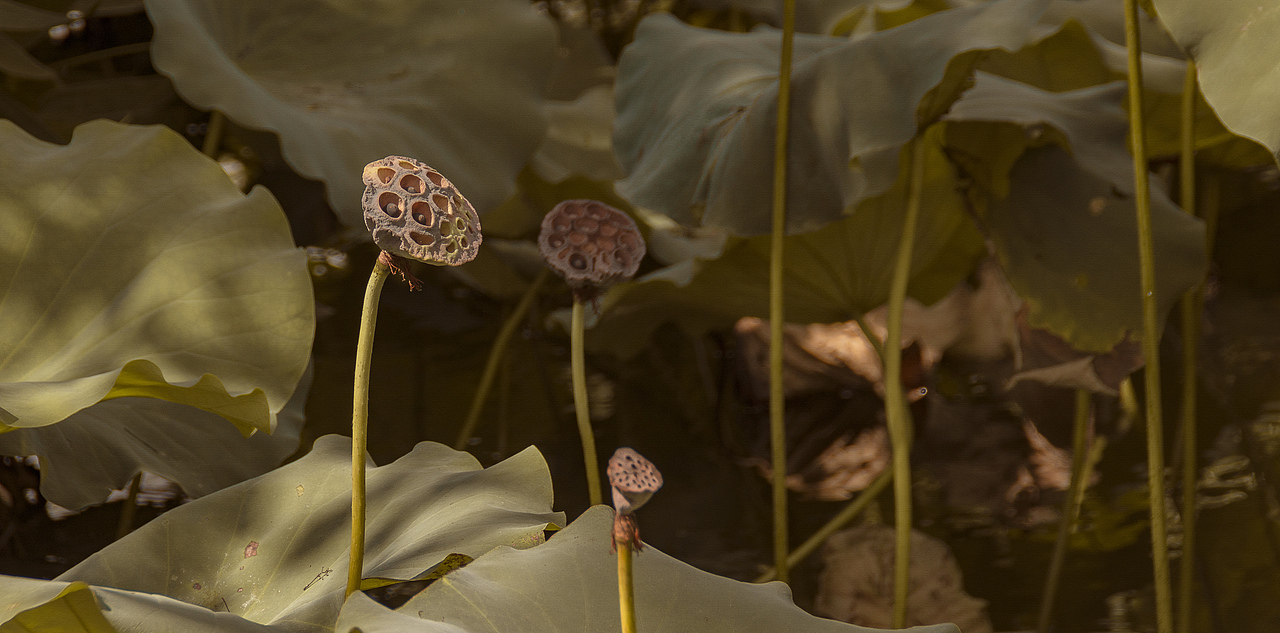 随拍日记（一）（图ZMjI4NzU4NDYw） - 风光摄影 - 站酷设计师萧萧易水丶原创素材 - 站酷ZCOOL