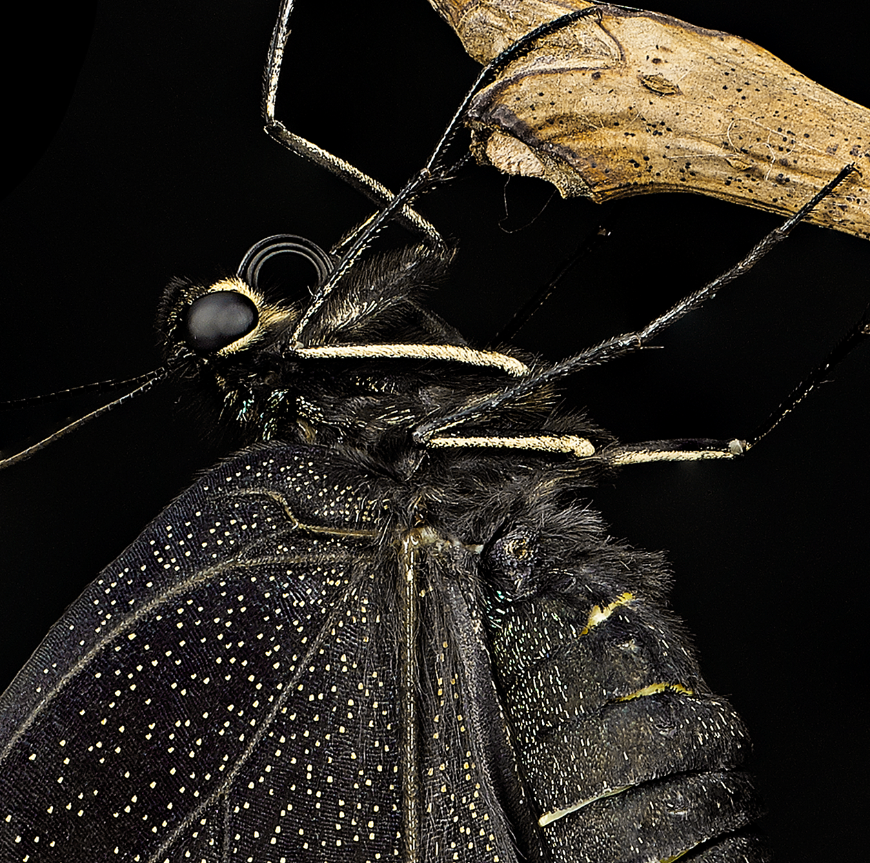 昆虫之美®绿带翠凤蝶的蜕变过程Papilio maackii（图ZMjA4MjIwNDI4） - 风光摄影 - 站酷设计师大洲与积田原创素材 - 站酷ZCOOL