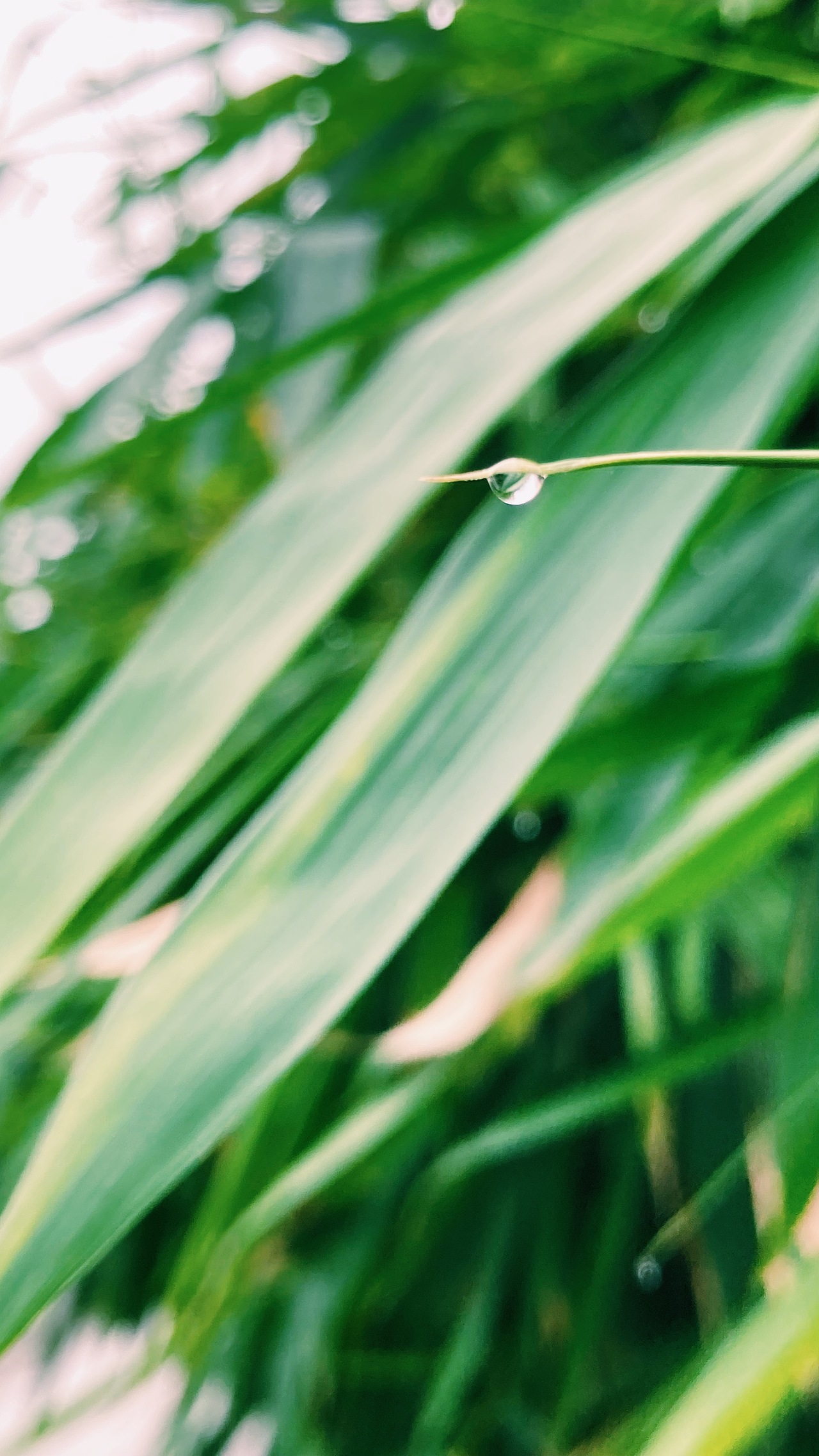 綠色系列 攝影作品