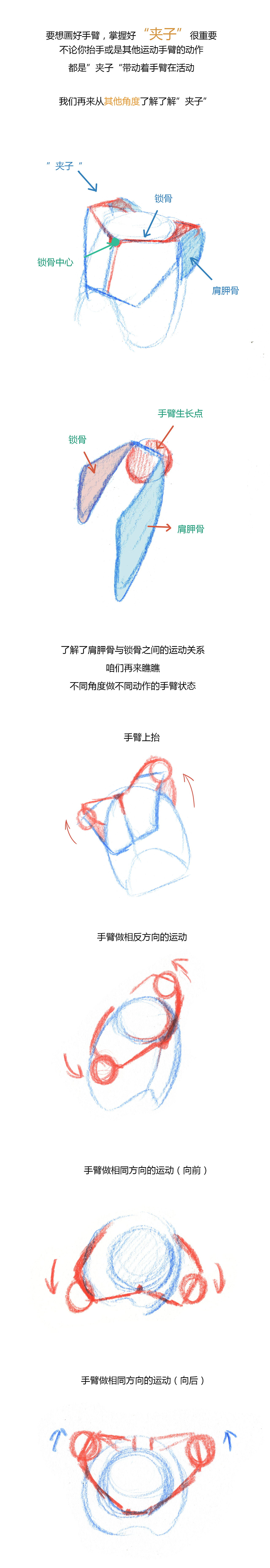 【春哥课堂】手臂肌肉到底怎么画?(理解+练习)