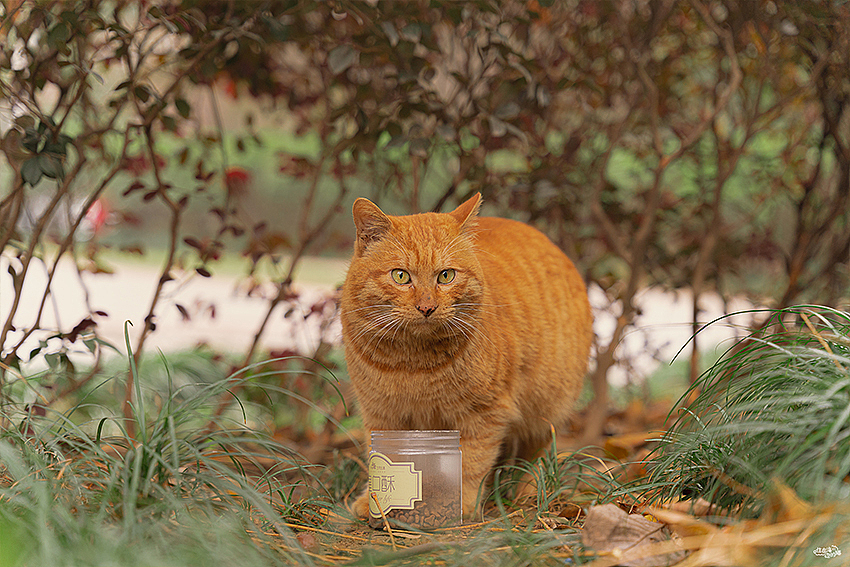 大橘为重大橘为重