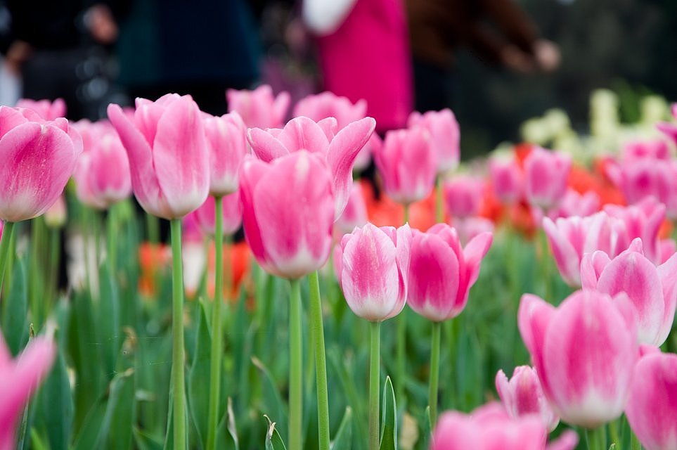 成都 花舞人间风景区（图ZMTYyMjg2OTI=） - 风光摄影 - 站酷设计师爱摄影的少年斌帅原创素材 - 站酷ZCOOL