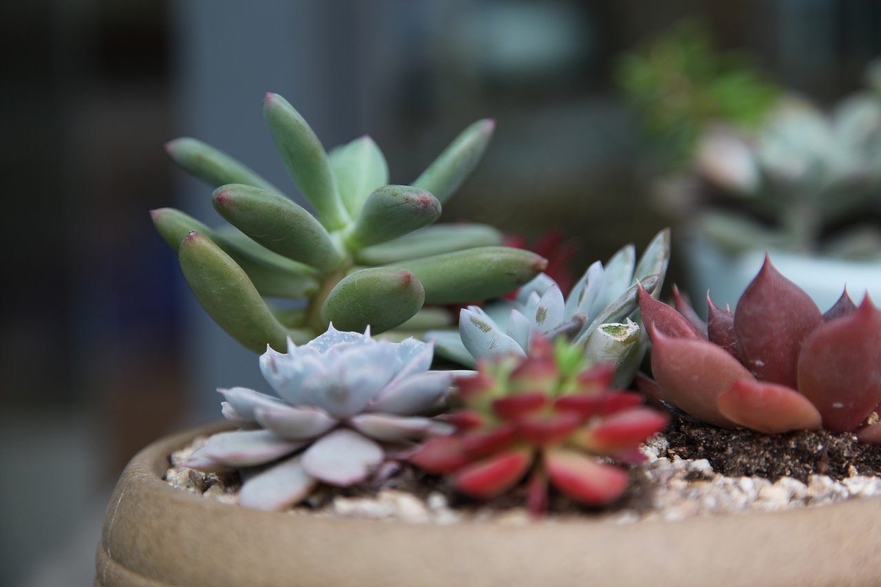 多肉植物|摄影|产品摄影|杨葱 - 原创作品 - 站酷 (zcool)