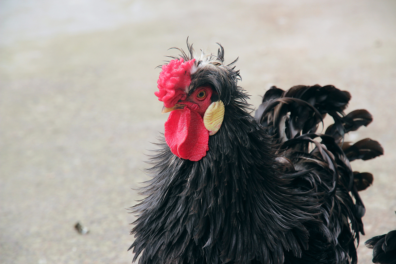 五德禽（圖ZMTA1MjA3MjY0） - 寵物攝影 - 站酷設(shè)計(jì)師風(fēng)陵師太原創(chuàng)素材 - 站酷ZCOOL