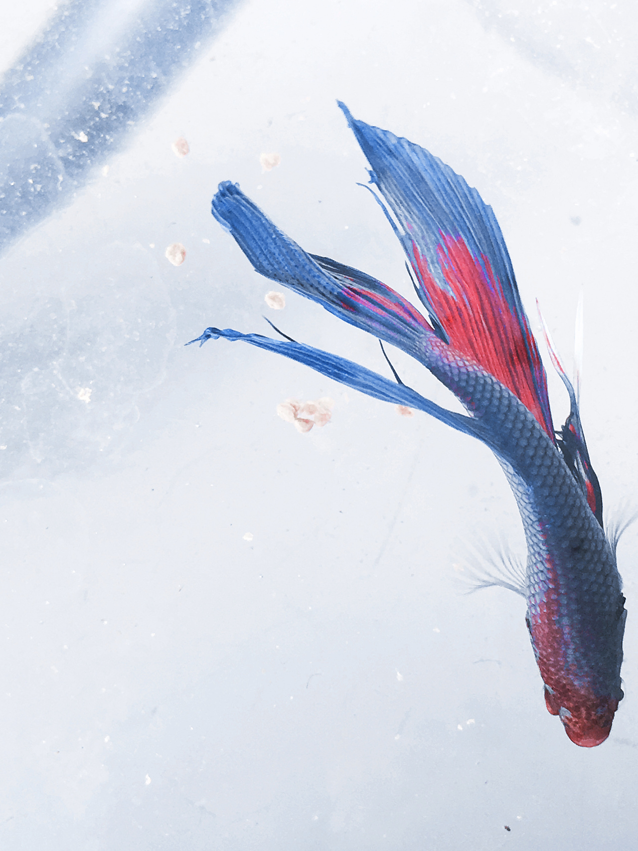 色彩斑斓的孔雀鱼|摄影|动物|千人兮风 - 原创作品 - 站酷 (ZCOOL)