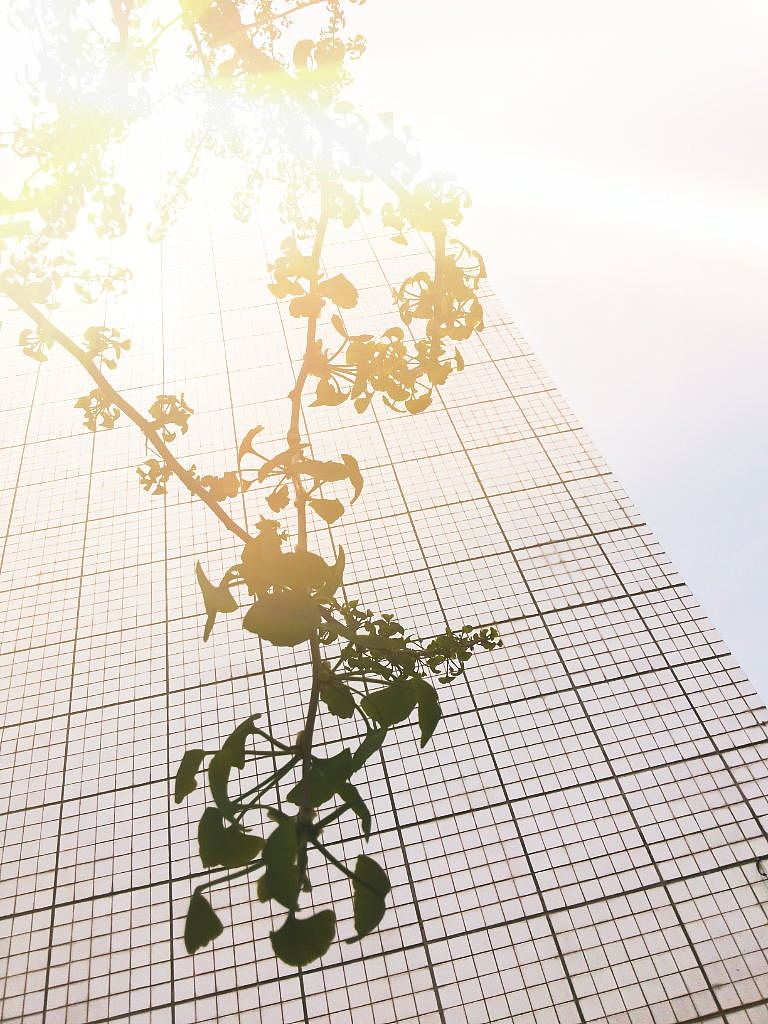 那一年，我的校园，我们的月亮岛