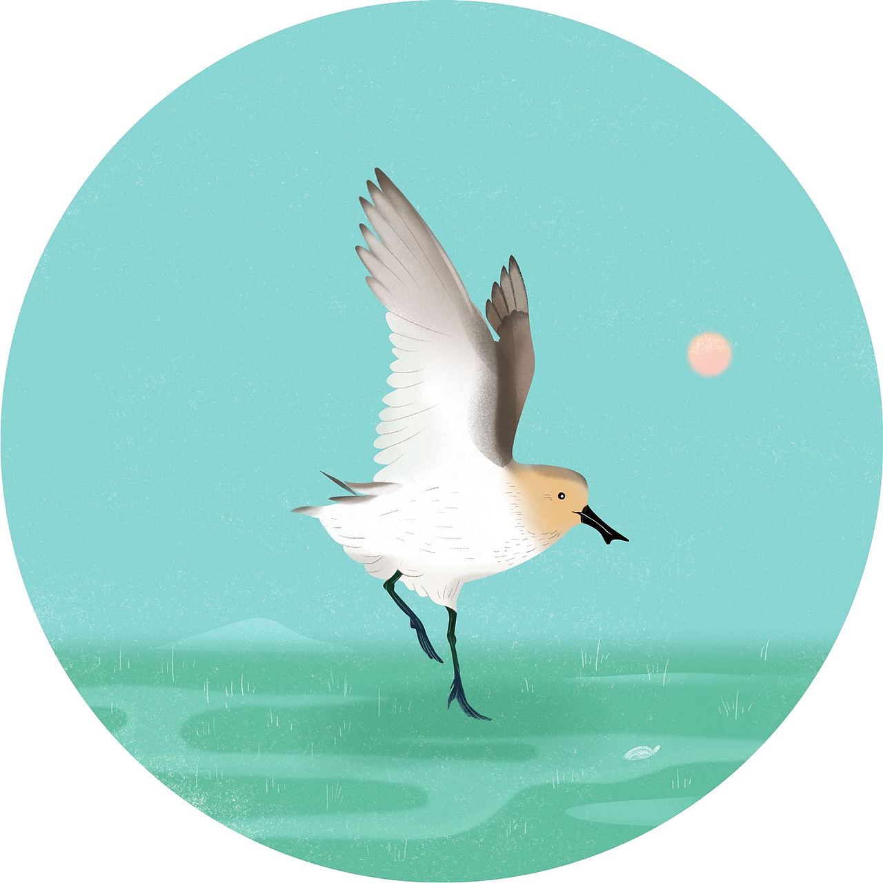 最濒危水鸟科普组画for北京市企业家环保基金会|插画|商业插画|於遥远