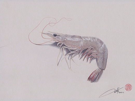 彩铅《青虾》