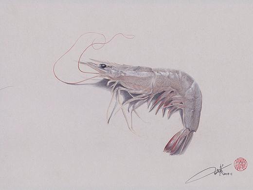 彩铅《青虾》