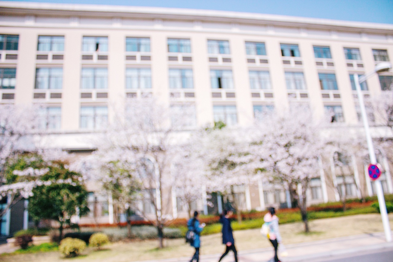 还记得那年越秀樱花树下~