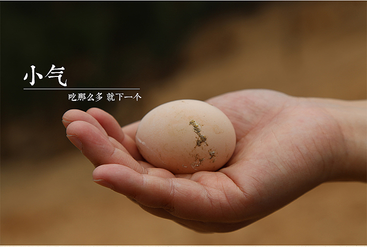 土鸡蛋详情（图ZMzQzNzQ3NjQ=） - 电商 - 站酷设计师badiang原创素材 - 站酷ZCOOL