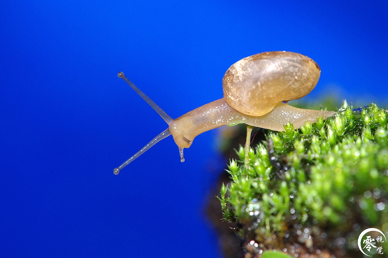 动物世界（图ZNDA1MDgyNTY=） - 宠物摄影 - 站酷设计师零视觉创意原创素材 - 站酷ZCOOL