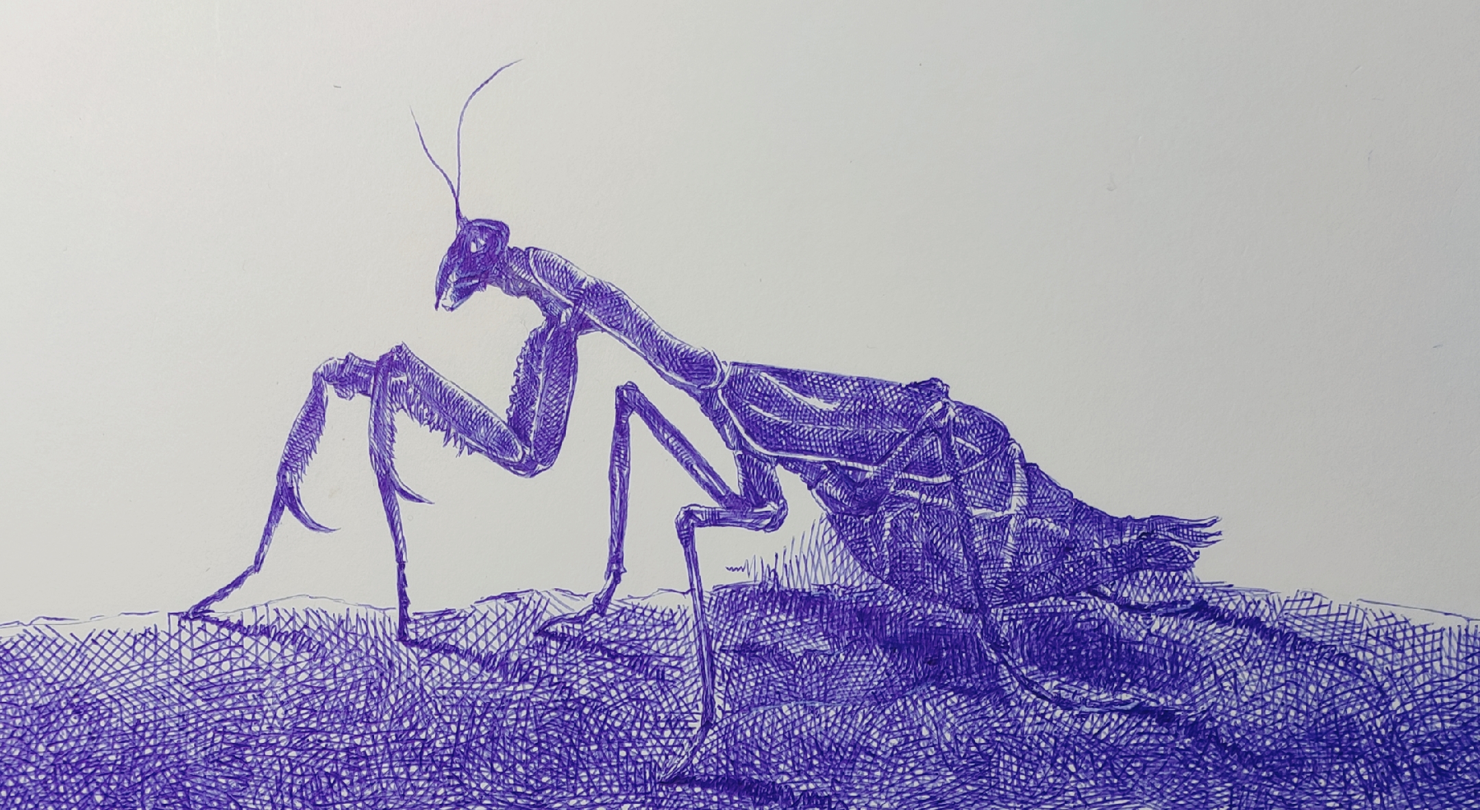 螳螂精微素描图片