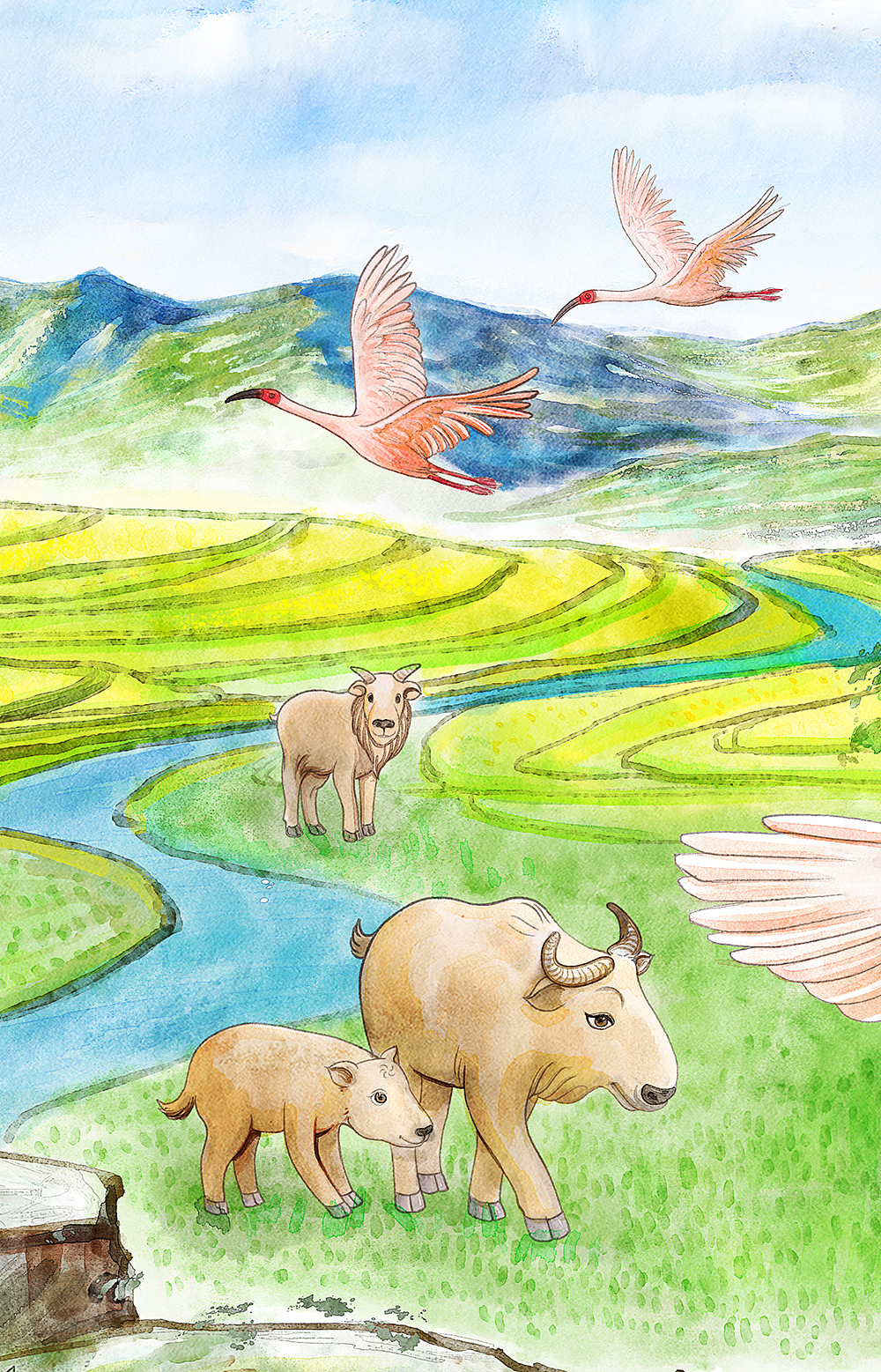 秦岭四宝插图绘制