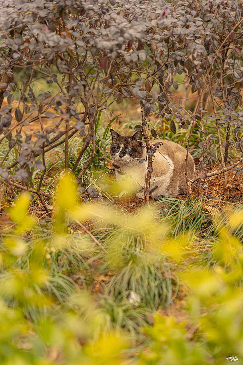 大橘为重大橘为重