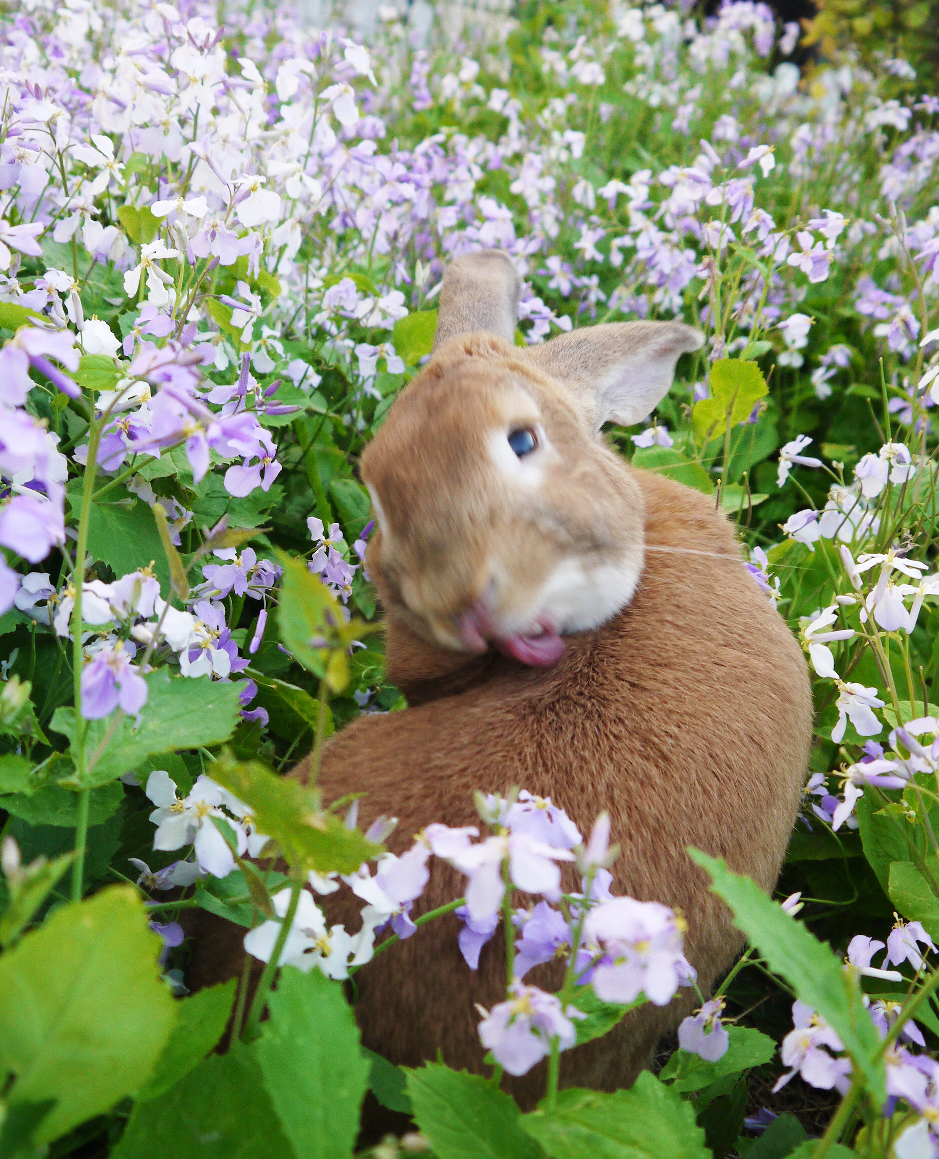 兔几仙森的春天
