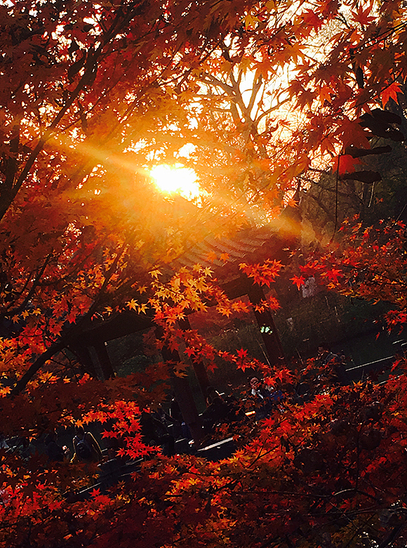 栖霞山的枫叶--随拍