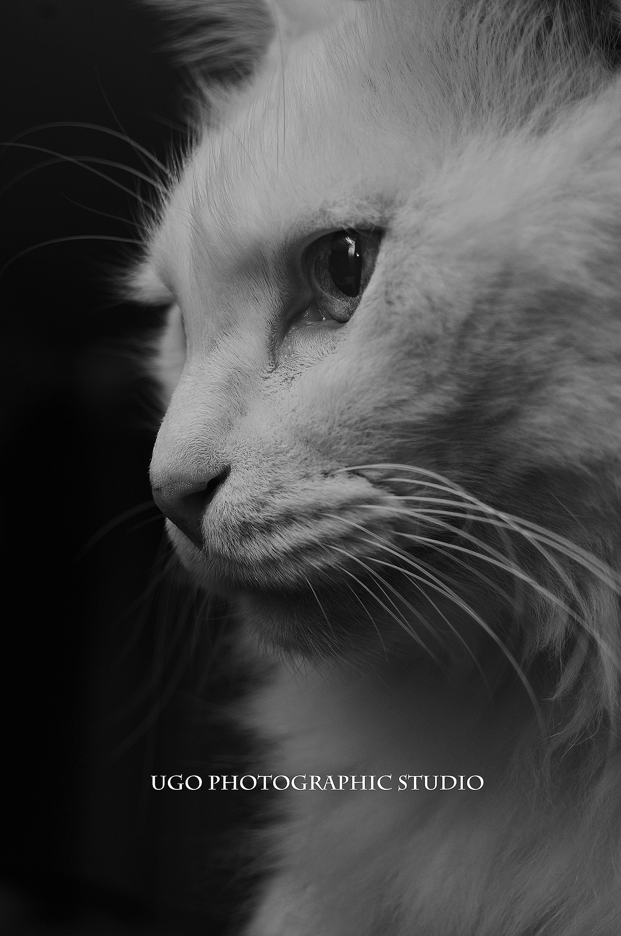 我猜我们见过面.恩?【动物摄影师何某某个人作品2】