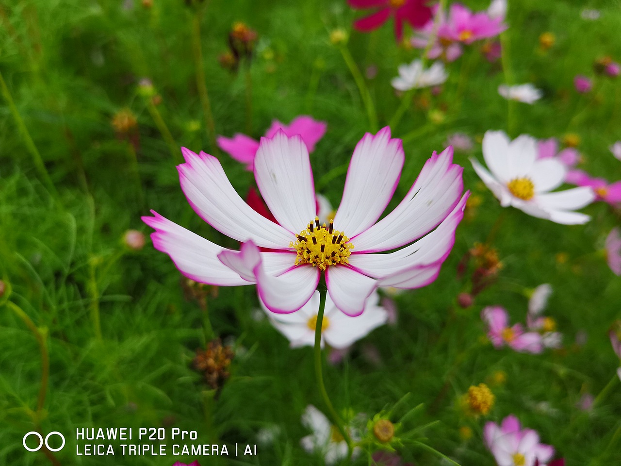 花海（图ZMTMzMjE0ODY0） - 风光摄影 - 站酷设计师梦醒时分sr原创素材 - 站酷ZCOOL