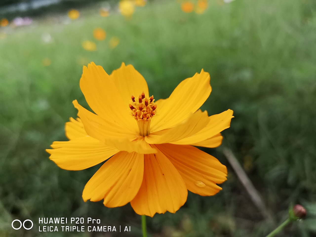 花海（图ZMTMzMjE0OTY4） - 风光摄影 - 站酷设计师梦醒时分sr原创素材 - 站酷ZCOOL